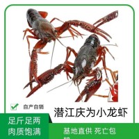 湖北潛江慶為養(yǎng)殖基地小龍蝦新鮮淡水肉質(zhì)飽滿