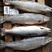 沈陽三文魚進(jìn)貨渠道 沈陽冷凍三文魚貨源 沈陽三文魚廠家銷售