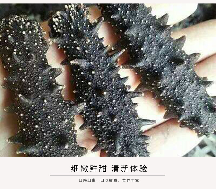 海參_04
