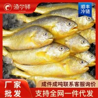 連云港小黃魚(yú)黃花魚(yú)凍貨冰鮮海鮮批發(fā)冷凍水產(chǎn)