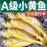 海捕冰鮮小黃魚新鮮冷凍黃花魚整箱海鮮海魚批發(fā)水產(chǎn)凍貨500g