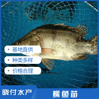 鱖魚(yú)苗桂魚(yú)苗曉付魚(yú)苗淡水鱖魚(yú)苗水產(chǎn)養(yǎng)殖空運(yùn)包活到家淡水活體