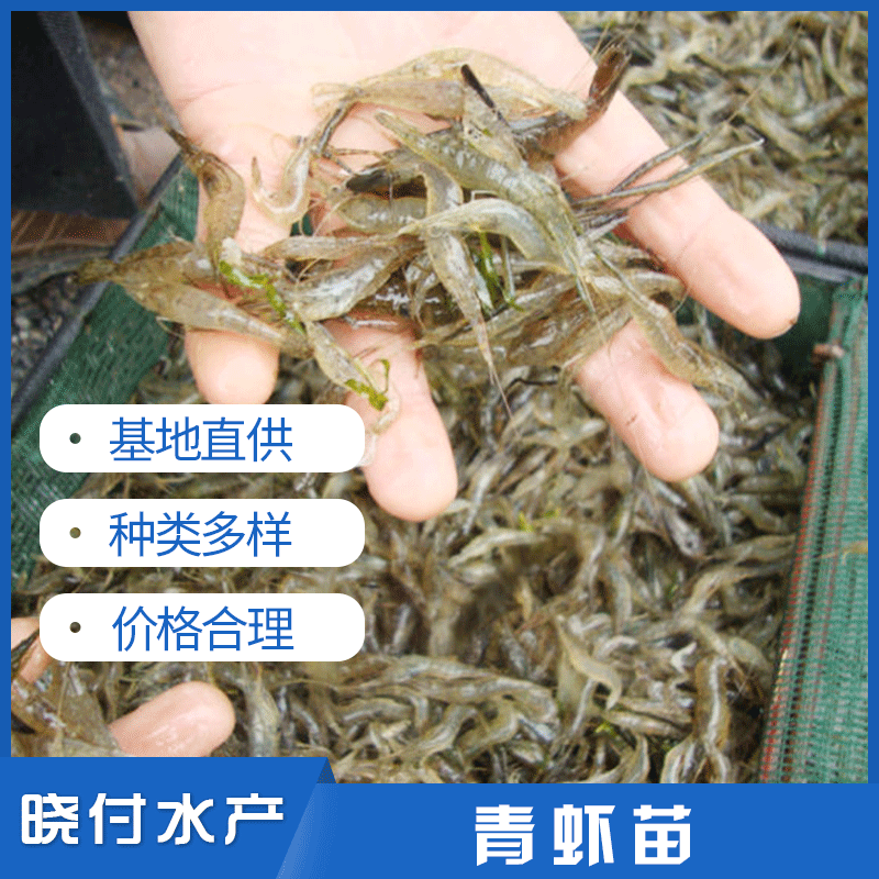 青蝦苗虞曉付優(yōu)質(zhì)溧陽蝦苗主圖