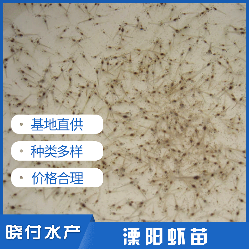 小蝦苗、溧陽蝦苗主圖