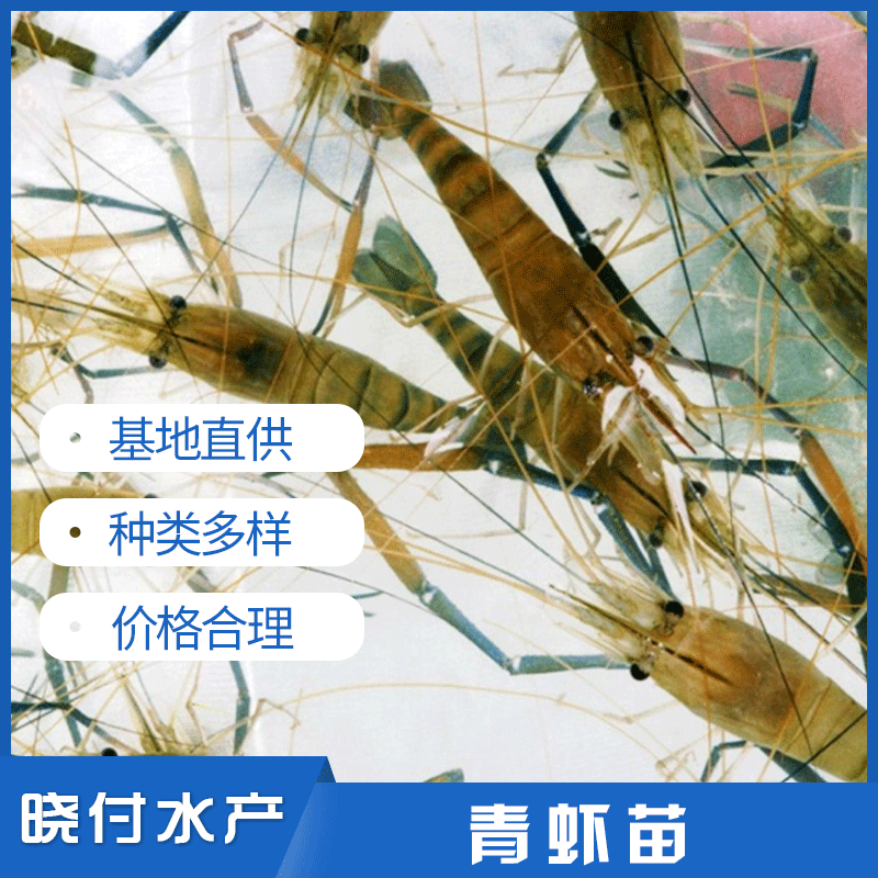 青蝦苗,虞曉付蝦苗主圖