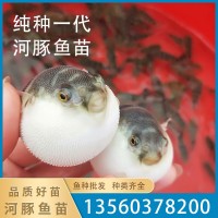 漁場(chǎng)直售易養(yǎng)殖可食用河豚魚(yú)苗淡水魚(yú)活體健康清水冷水魚(yú)活體批發(fā)