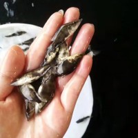 苗場(chǎng)直銷(xiāo)優(yōu)質(zhì)桂花魚(yú)苗 桂魚(yú)鱖魚(yú)易養(yǎng)殖季花魚(yú)活體全國(guó)批發(fā)淡水苗
