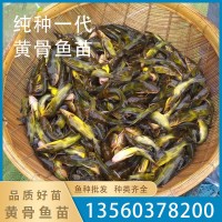 漁廠(chǎng)直供黃骨魚(yú)魚(yú)苗黃丫角魚(yú)苗黃辣丁魚(yú)苗淡水養(yǎng)殖可食用活體批發(fā)