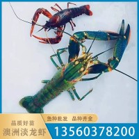 漁場(chǎng)批發(fā)優(yōu)質(zhì)澳洲淡水小龍蝦苗 冷水淡水養(yǎng)殖存活率高小蝦苗水產(chǎn)