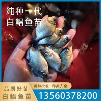 苗場(chǎng)直銷(xiāo)優(yōu)質(zhì)白鯧魚(yú)苗淡水魚(yú)苗批發(fā)活體 存活率高鮮活易養(yǎng)殖批發(fā)