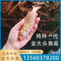 廠(chǎng)家直銷(xiāo)金大頭魚(yú)苗黃金花鰱魚(yú)苗淡水控制水質(zhì)吃藻觀(guān)賞養(yǎng)殖