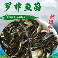 【2023年新苗】高雄性羅非魚(yú)苗 新吉富羅非魚(yú)苗 羅非水花供應(yīng)