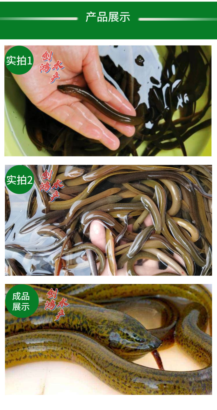 新作詳情頁2黃鱔苗-5