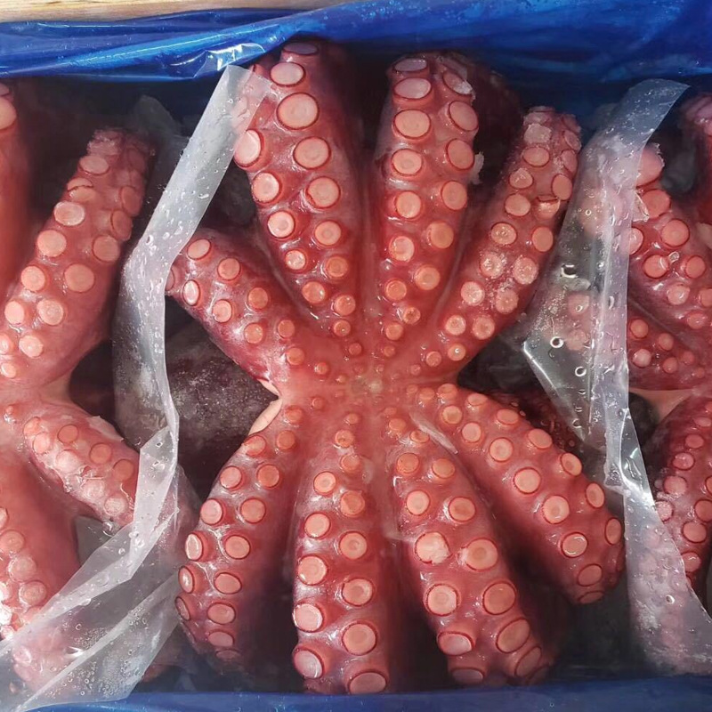 八爪魚2