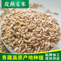 青藏高原青海基地種植澳洲皮燕麥脫皮燕麥米燕麥米散裝批發(fā)