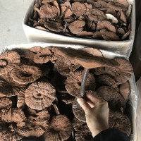 林下仿野生段木栽培黑靈芝紫靈芝整枝產(chǎn)地供貨切片帶粉500克林芝