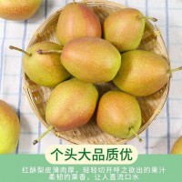 紅香酥梨子現(xiàn)摘現(xiàn)發(fā)新鮮水果脆甜小香梨5、10斤整箱批發(fā)非庫(kù)爾勒