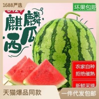 西瓜水果新鮮麒麟8424無籽有籽薄皮甜孕婦當季現(xiàn)摘現(xiàn)發(fā)整 箱批發(fā)