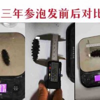 大連淡干純無鹽冷水速發(fā)海參三年參干參散裝送領導長輩實用禮品