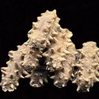 大連淡干純無鹽冷水速發(fā)海參九年參干參散裝送領導長輩實用禮品