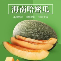 哈密瓜新疆10斤當季新水果脆甜網(wǎng)紋蜜瓜應季小香瓜西州蜜整箱批發(fā)