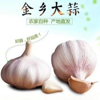 大蒜基地大量供應(yīng)金鄉(xiāng)大蒜，太空蒜，蒜種，大蒜種子