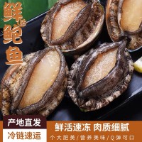 福建新鮮鮮活鮑魚 福建出貨批發(fā)水產(chǎn)貝類海鮮 6頭-15頭大個鮑魚