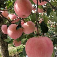 煙臺棲霞新下紅富士85蘋果5斤脆甜霜降蘋果源頭直發(fā)代發(fā)水果包郵