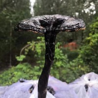 靈芝可切片 整支煲湯泡酒散裝 現(xiàn)貨供應(yīng) 可批發(fā) 量大價(jià)優(yōu)