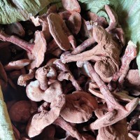 椴木靈芝 小棒靈芝批發(fā) 藥材市場(chǎng)專(zhuān)供 大批量起訂 2022新品 靈芝