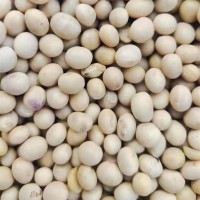 大頌農(nóng)業(yè) 優(yōu)質(zhì)大豆黃豆豆?jié){原料 散裝 袋裝批發(fā) 大量供應(yīng) 質(zhì)量保障