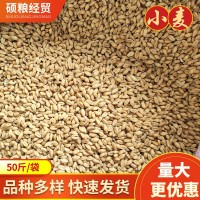 供應(yīng)五谷雜糧小麥批發(fā) 小麥仁當(dāng)季新糧麥 仁現(xiàn)磨豆?jié){磨粉小麥批發(fā)