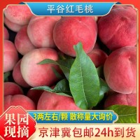 現摘現發(fā)紅毛桃平谷新鮮水果應季黃毛桃批發(fā)整斤毛桃小果3左右/個