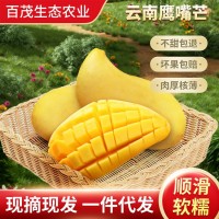 批發(fā)新鮮熱帶水果現(xiàn)摘云南鷹嘴芒保山璐江壩鷹嘴芒當(dāng)季整箱芒果