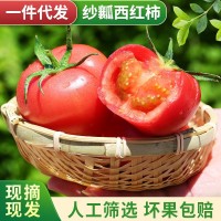 一件代發(fā)四川攀枝花紗瓤西紅柿蔬菜水果番茄新鮮水果粉果西紅柿