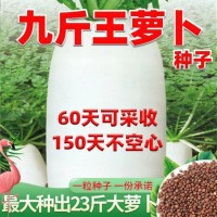 九斤王高產(chǎn)新鮮白蘿卜 種子特大不空心脆甜蔬菜種四季蔬菜種子