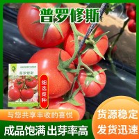 普羅修斯水果番茄種子菜種成品個頭飽滿水分多 時令蔬菜種子口感