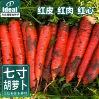 理想胡蘿卜種子批發(fā)高產(chǎn)量蘿卜種子蔬菜種子大廠種子育種公司種籽