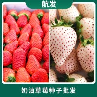 丹東奶油四季紅草莓白草莓盆栽簡單易種陽臺菜園水果 草莓種子
