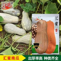 匯蜜南瓜F1南瓜種子廠家批發(fā) 早熟厚肉軟糯香甜高產(chǎn)南瓜品種現(xiàn)貨