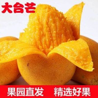 廣西百色大臺(tái)芒臺(tái)農(nóng)芒果新鮮當(dāng)季水果現(xiàn)摘非貴妃芒金煌芒一件代發(fā)
