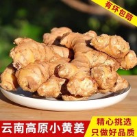 小黃姜生姜批發(fā)現(xiàn)挖新姜嫩姜老姜仔姜月子姜沙姜