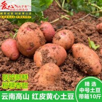 土豆新鮮紅皮黃心土豆10斤包郵現(xiàn)挖云南農(nóng)家自種大洋芋新鮮馬鈴薯