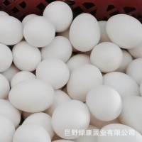 白殼雞蛋新鮮雞蛋自家養(yǎng)殖鮮雞蛋整箱白殼蛋批發(fā)廠家供應(yīng)量大從優(yōu)