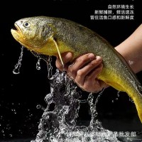 新鮮大黃魚(yú)鮮活冰鮮真空裝大黃魚(yú)凍貨海鮮水產(chǎn)黃魚(yú)批發(fā)商用