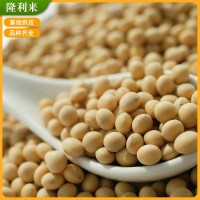 農(nóng)家自產(chǎn)大黃豆 大黃豆打豆?jié){原料 農(nóng)家食用黃豆