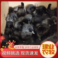 出售脫溫小雞仔 綠殼蛋雞苗 活體五黑雞苗農(nóng)家散養(yǎng)