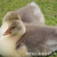 鵝苗批發(fā)品種多樣白鵝幼苗三花白鵝幼苗獅頭鵝苗包回收送免疫