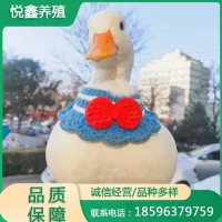 網(wǎng)紅鴨子柯爾鴨寵物鴨活體出售抖音寵物小鴨子 家養(yǎng)科爾鴨幼崽