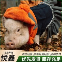 出售純種巴馬香豬 租賃寵物迷你小香豬 散養(yǎng)香豬種苗商品豬多少錢